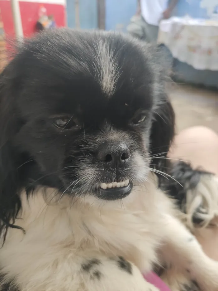 Cachorro ra a Pequinês  idade 7 a 11 meses nome Tik e Tok