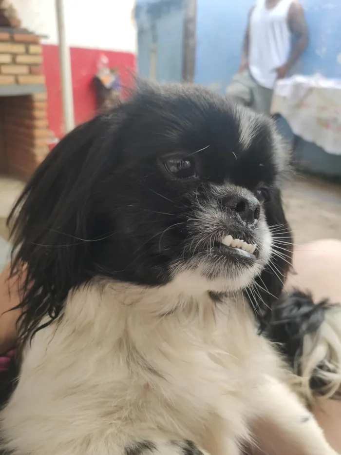 Cachorro ra a Pequinês  idade 7 a 11 meses nome Tik e Tok
