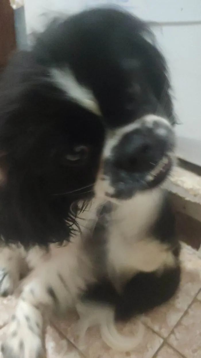 Cachorro ra a Pequinês  idade 7 a 11 meses nome Tik e Tok