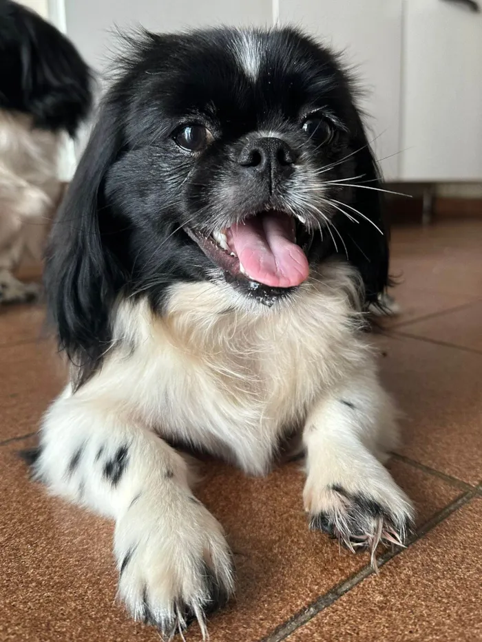 Cachorro ra a Pequinês  idade 7 a 11 meses nome Tik e Tok