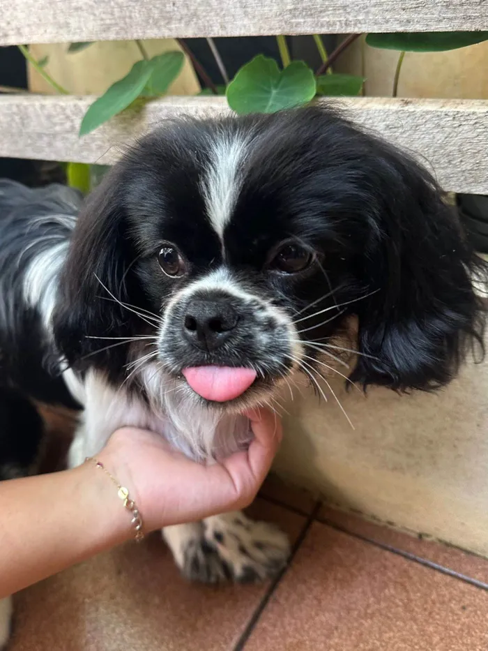 Cachorro ra a Pequinês  idade 7 a 11 meses nome Tik e Tok