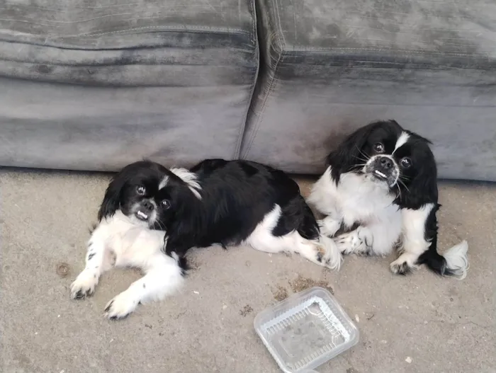 Cachorro ra a Pequinês  idade 7 a 11 meses nome Tik e Tok