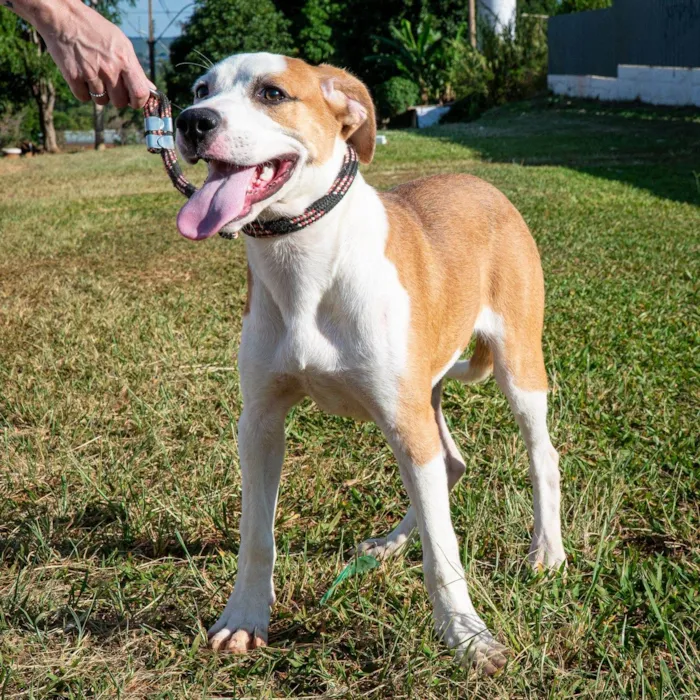 Cachorro ra a SRD-ViraLata idade 7 a 11 meses nome Bruno