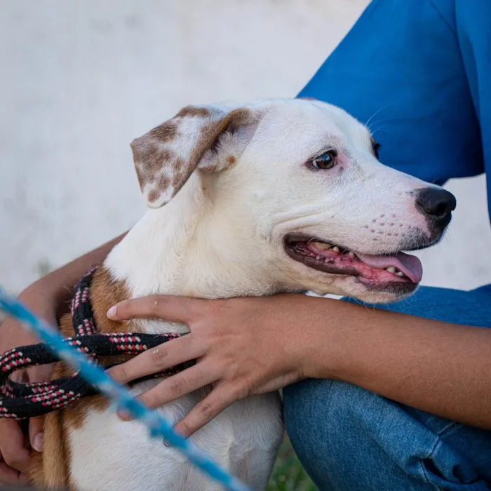 Cachorro ra a SRD-ViraLata idade 7 a 11 meses nome Bruno