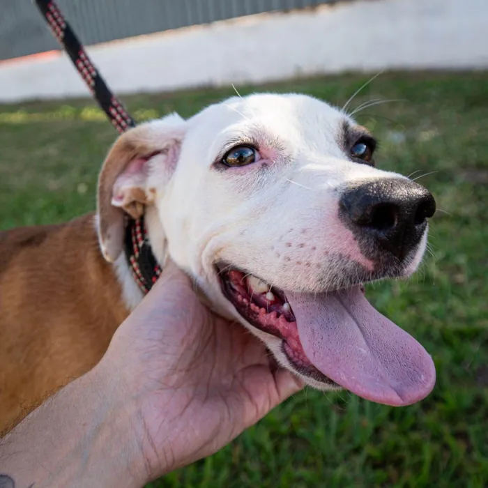 Cachorro ra a SRD-ViraLata idade 7 a 11 meses nome Bruno