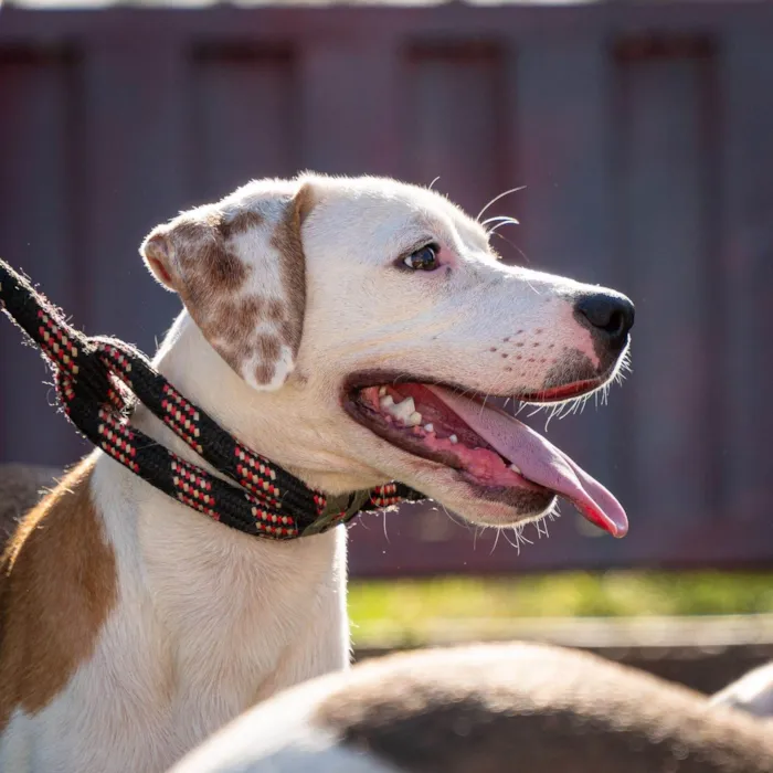 Cachorro ra a SRD-ViraLata idade 7 a 11 meses nome Bruno