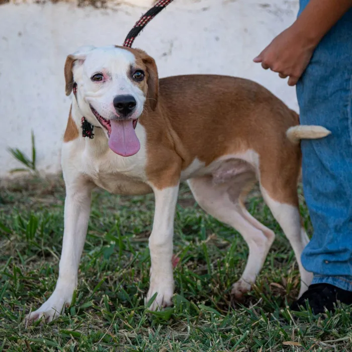 Cachorro ra a SRD-ViraLata idade 7 a 11 meses nome Bruno