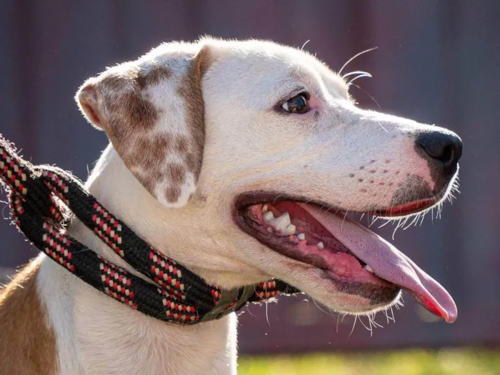 Cachorro ra a SRD-ViraLata idade 7 a 11 meses nome Bruno