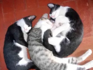 Gato raça SRD idade 2 a 6 meses nome Trio Gatinhos machos