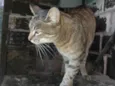 Cleópatra