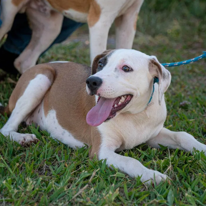 Cachorro ra a SRD-ViraLata idade 7 a 11 meses nome Pipoca