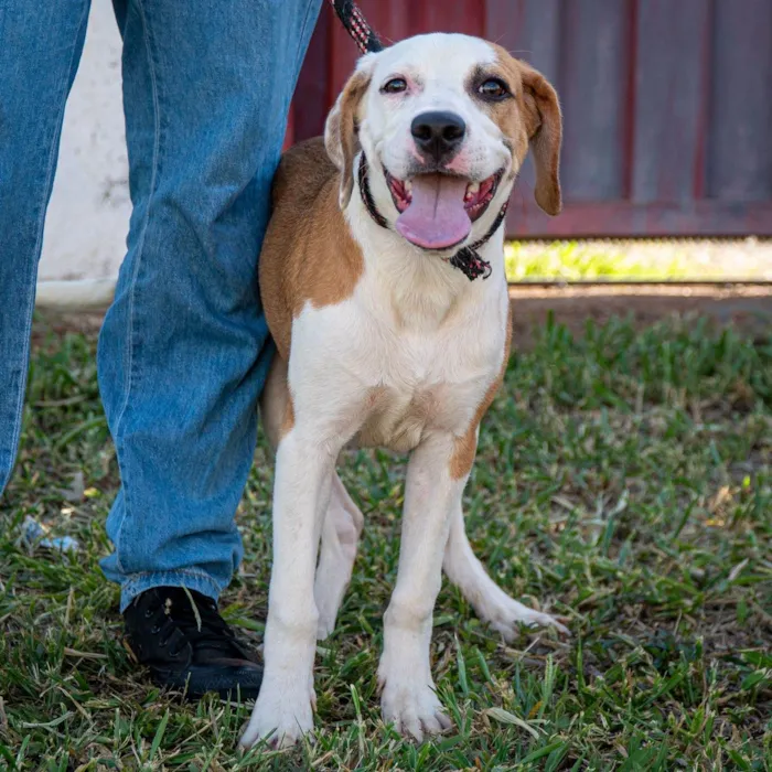 Cachorro ra a SRD-ViraLata idade 7 a 11 meses nome Pipoca