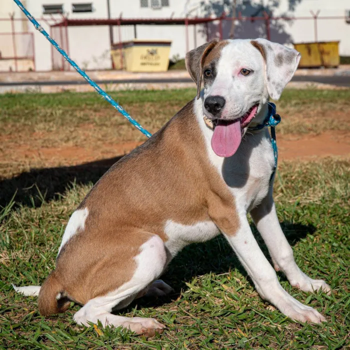 Cachorro ra a SRD-ViraLata idade 7 a 11 meses nome Pipoca