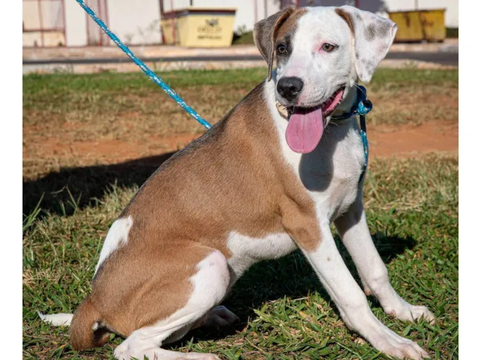 Cachorro ra a SRD-ViraLata idade 7 a 11 meses nome Pipoca