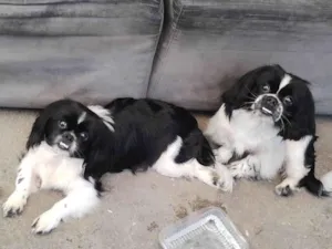 Cachorro raça Pequinês  idade 7 a 11 meses nome Tik e Tok