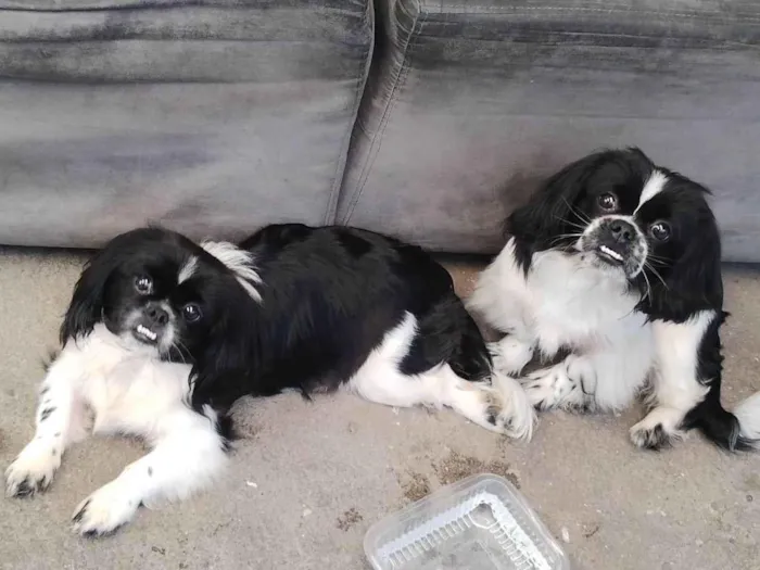 Cachorro ra a Pequinês  idade 7 a 11 meses nome Tik e Tok