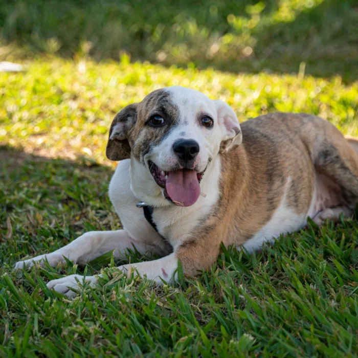 Cachorro ra a SRD-ViraLata idade 7 a 11 meses nome Mendhy