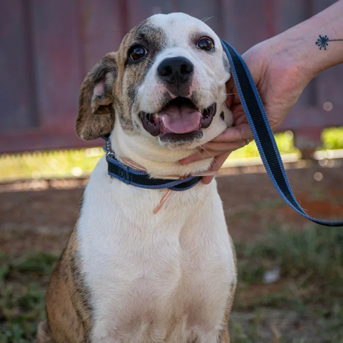 Cachorro ra a SRD-ViraLata idade 7 a 11 meses nome Mendhy