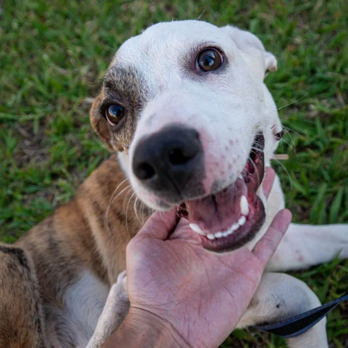 Cachorro ra a SRD-ViraLata idade 7 a 11 meses nome Mendhy