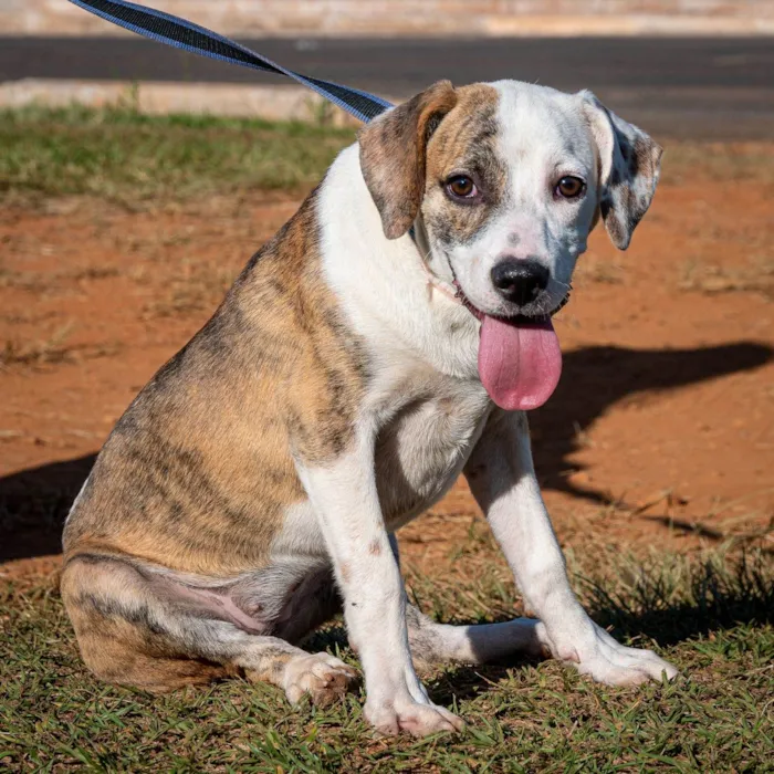 Cachorro ra a SRD-ViraLata idade 7 a 11 meses nome Mendhy