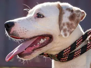 Cachorro raça SRD-ViraLata idade 7 a 11 meses nome Bruno