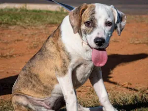 Cachorro raça SRD-ViraLata idade 7 a 11 meses nome Mendhy