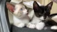 fred e romeu