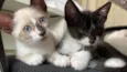 fred e romeu
