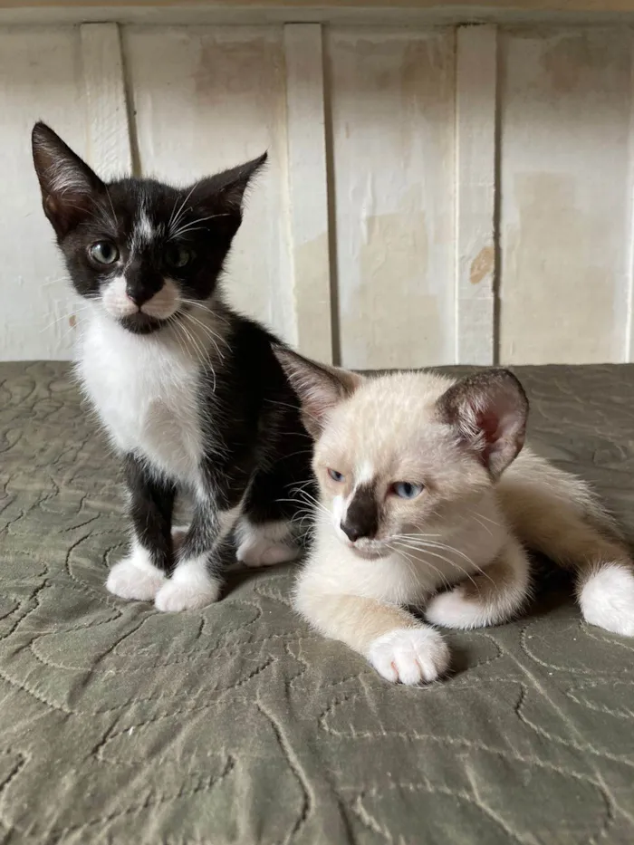 Gato ra a  idade Abaixo de 2 meses nome fred e romeu