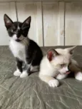 fred e romeu