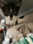 fred e romeu