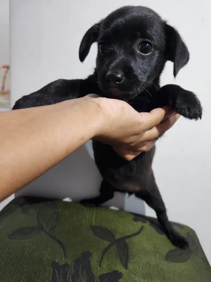 Cachorro ra a SRD-ViraLata idade Abaixo de 2 meses nome Sem nome 