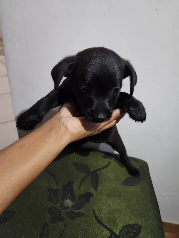 Cachorro ra a SRD-ViraLata idade Abaixo de 2 meses nome Sem nome 
