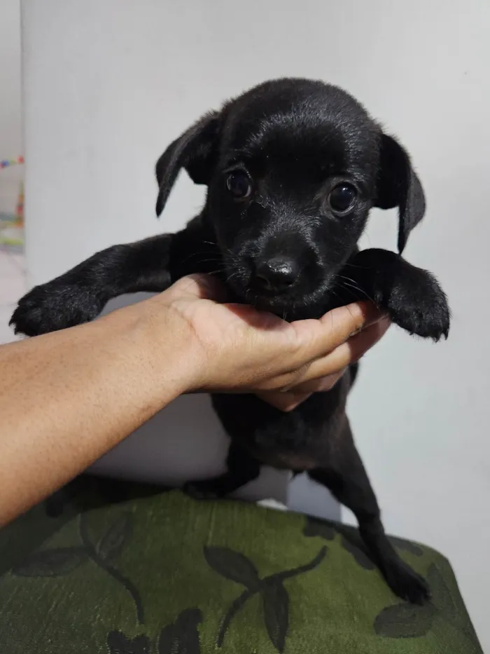 Cachorro ra a SRD-ViraLata idade Abaixo de 2 meses nome Sem nome 