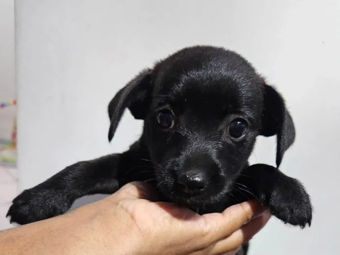Cachorro ra a SRD-ViraLata idade Abaixo de 2 meses nome Sem nome 