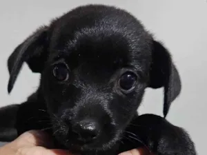 Cachorro raça SRD-ViraLata idade Abaixo de 2 meses nome Sem nome 