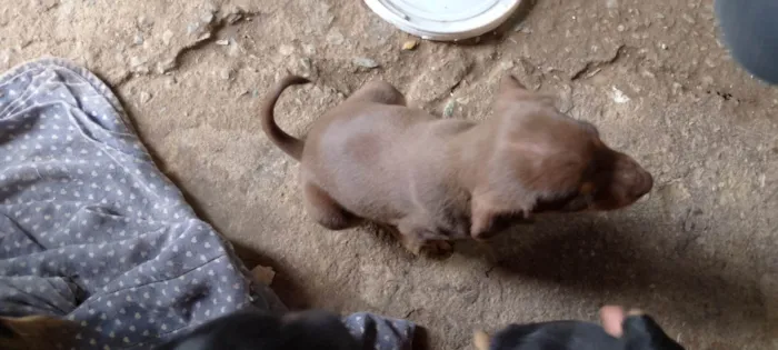 Cachorro ra a vira lata, misturado  idade Abaixo de 2 meses nome ainda não tem!! 