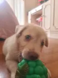 Simba