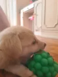 Simba