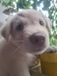 Simba