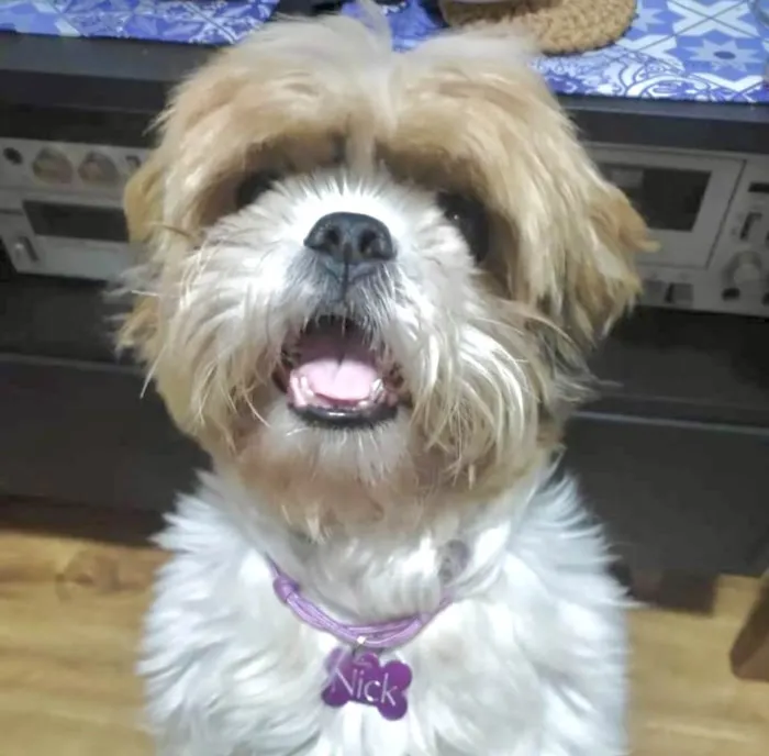 Cachorro ra a Shitzu idade 1 ano nome Nick 