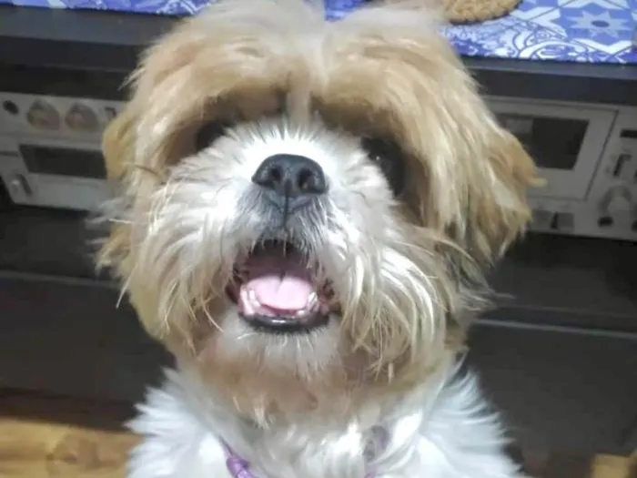 Cachorro ra a Shitzu idade 1 ano nome Nick 