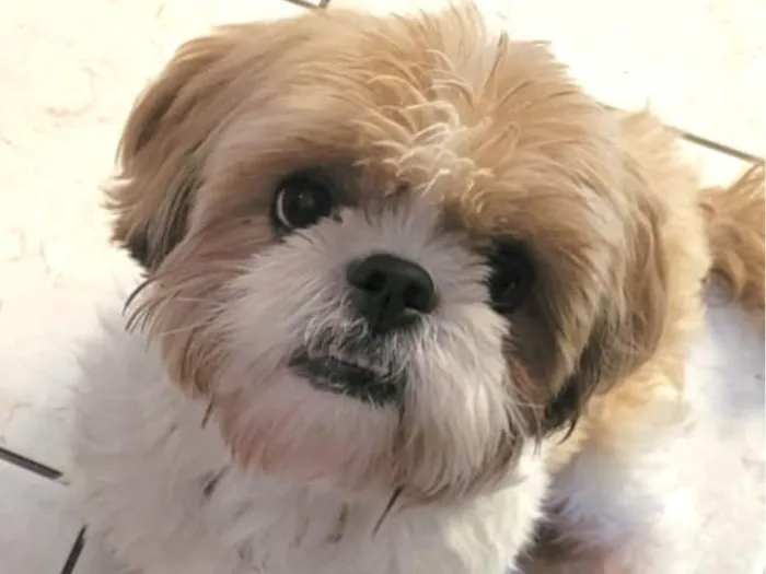 Cachorro ra a Shitzu idade 1 ano nome Nick 