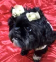 Belinha 