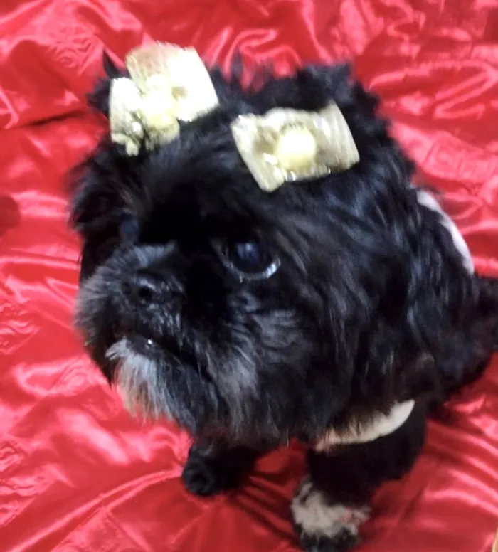 Cachorro ra a Shitzu idade 1 ano nome Belinha 