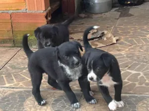 Cachorro raça SRD-ViraLata idade Abaixo de 2 meses nome 4 Fêmeas 