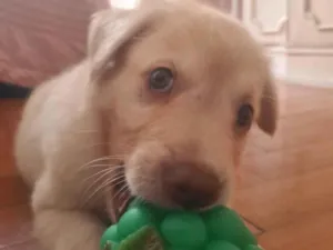 Cachorro raça SRD-ViraLata idade 2 a 6 meses nome Simba