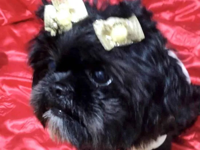 Cachorro ra a Shitzu idade 1 ano nome Belinha 