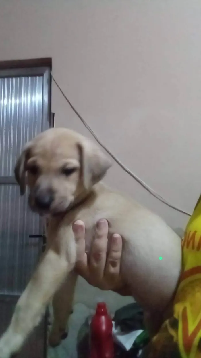 Cachorro ra a SRD-ViraLata idade 2 a 6 meses nome Picolo & Pietro 