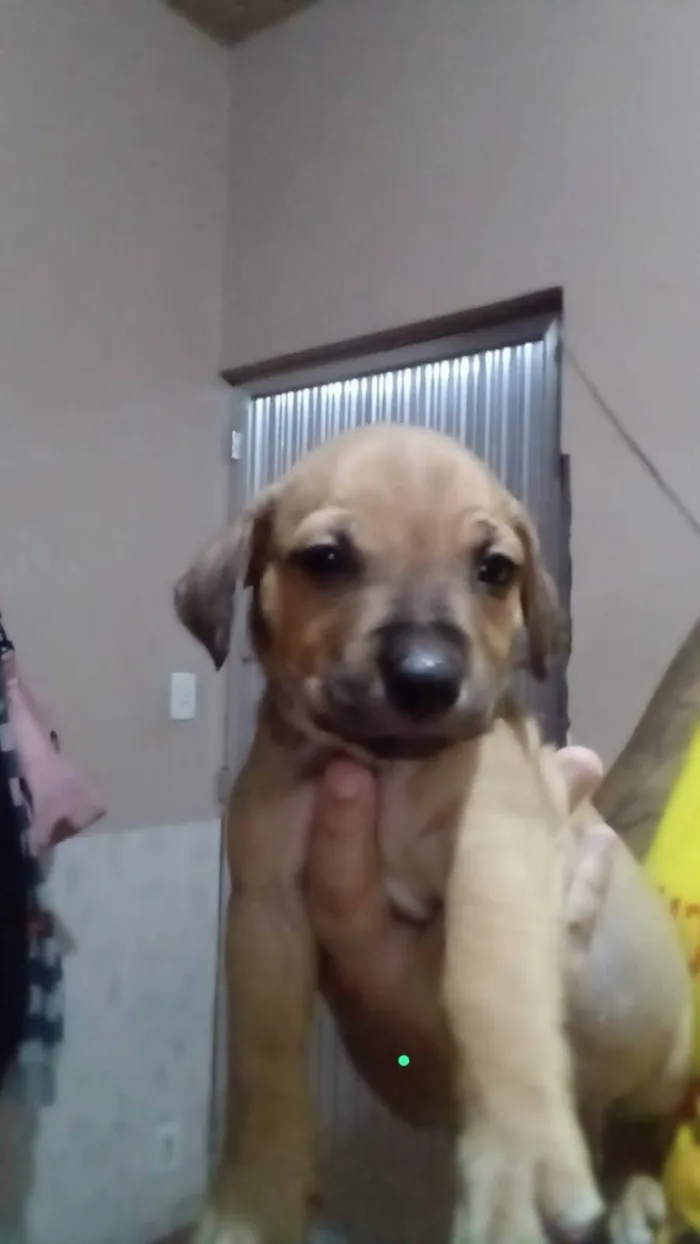 Cachorro ra a SRD-ViraLata idade 2 a 6 meses nome Picolo & Pietro 